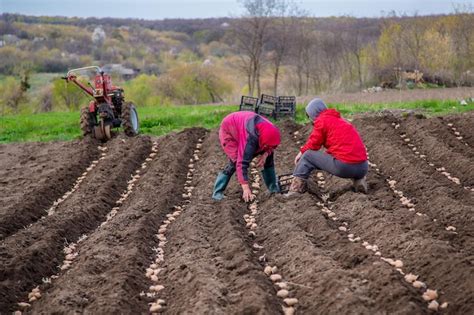 Batatas Em Caixas Para Plantar Plantando Batatas Em Sua Terra Na Aldeia