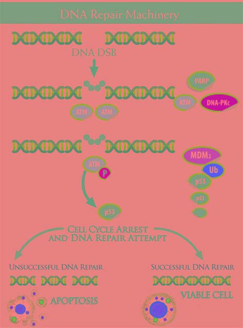 Role Of Dna Repair Machinery And P53 In The Testicular Germ Cell Cancer