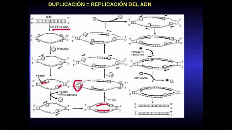 Duplicacion Y Transcripcion De Adn Traduccion Youtube