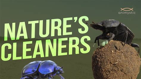 Dung Beetles The Unsung Heroes Of Natures Cleanup Crew You Must See