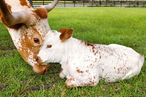 Calf And Longhorn Cow Stock Image Image Of Livestock 57714377