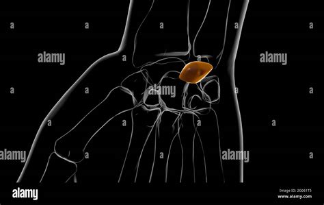 Human Skeleton Lunate bone Anatomy 3D Illustration Stock Photo - Alamy