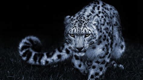 1290x2796px | free download | HD wallpaper: snow leopard, night, dark, darkness, hunt, stealth ...