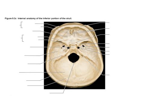 Inside Fo The Skull Diagram Quizlet