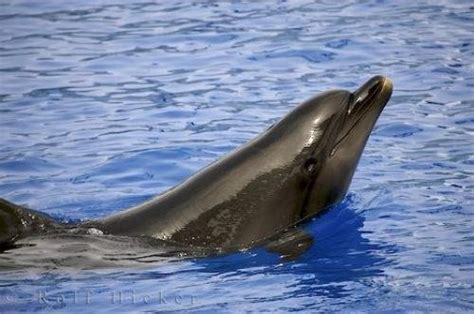 Cute Bottlenose Dolphin Photo Information