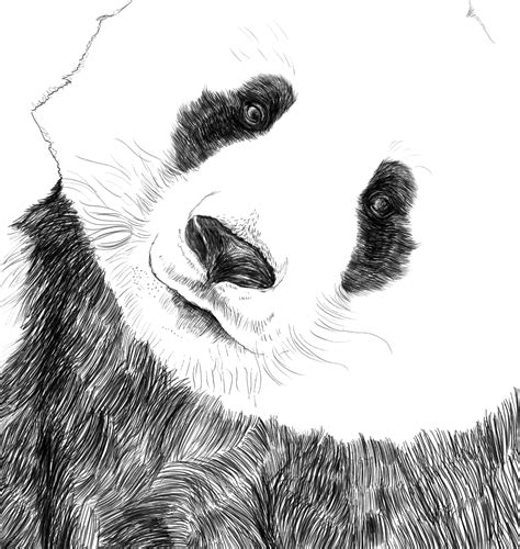 panda sketch on Behance