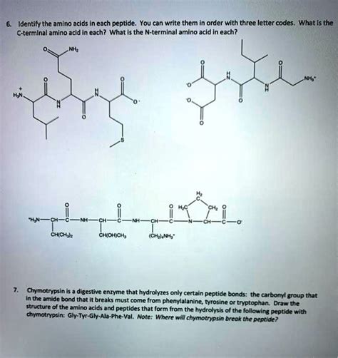 SOLVED Identlfy The Amlno Acids In Each Peptide You Can Write Them In