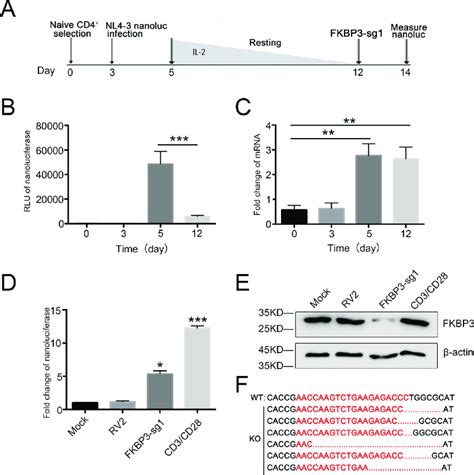 Knockout Fkbp3 Reactivates Latent Hiv 1 In The Primary Cd4 1 T Model Of