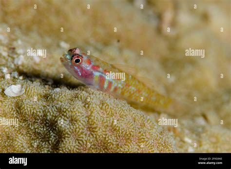 Spotted Pygmygoby Eviota Guttata On Coral Four Kings Dive Site