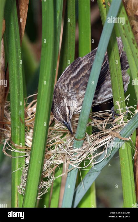 Red-winged Blackbird nest Stock Photo - Alamy