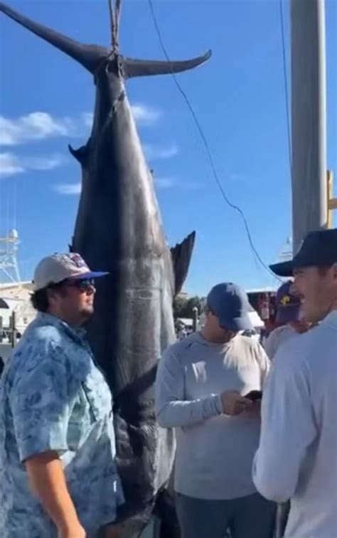 Record Blue Marlin From Gulf Of Mexico Water World Wire