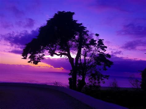 Beautiful Tree Beautiful Tree Stars And Moon Tree