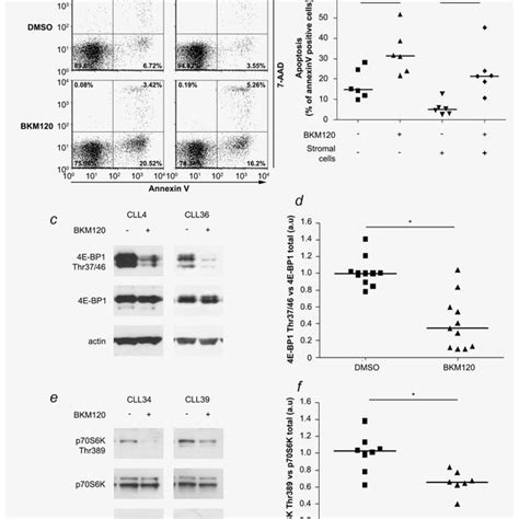 The Potency Of Bkm120 To Induce Apoptosis In Primary B Cll Lymphocytes