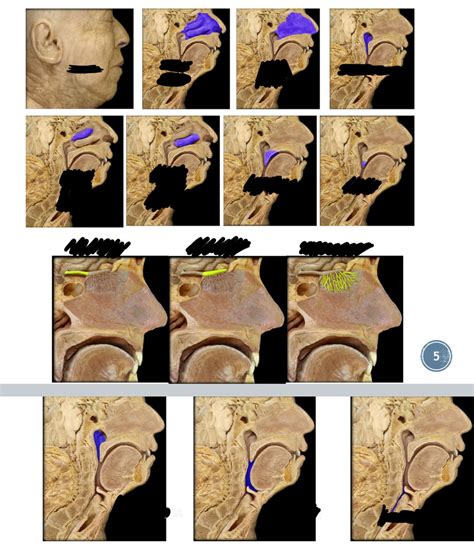 Nasal Cavity Pharynx Diagram Quizlet