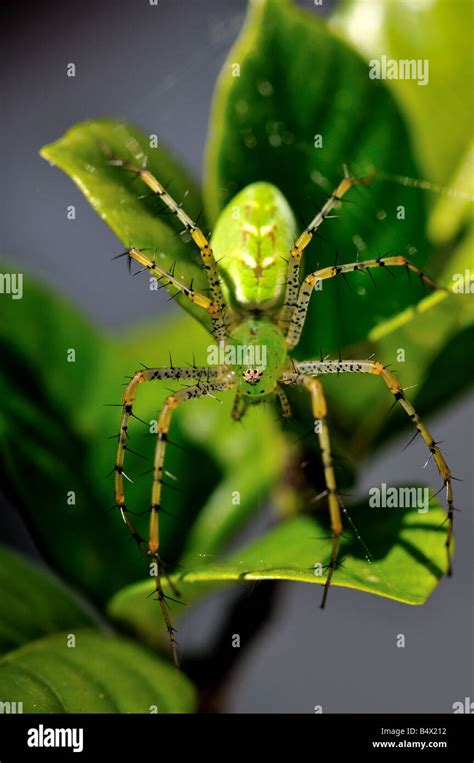 A Green Lynx Spider Texas Usa Stock Photo 20241342 Alamy