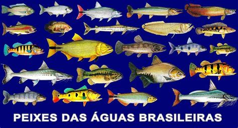 Peixe Jundiá característica habitat espécie e reprodução