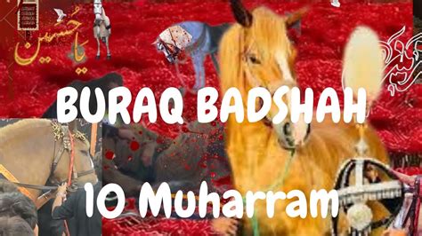 10 Muharram 2022 Zuljanah Buraq Badshah Bramadgi YouTube