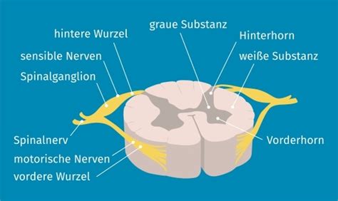 Rückenmark Definition Zusammenfassung Easy Schule