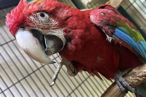 Baby Green Wing Macaw