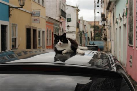 Images Gratuites route rue voiture fenêtre verre véhicule chat