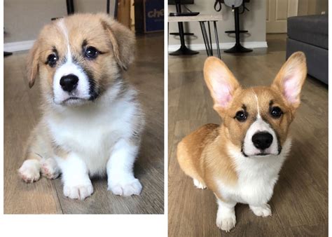 How Long Do Corgi Puppies Grow
