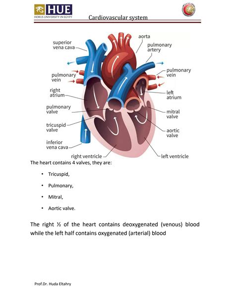 SOLUTION: Anatomy of the cardiovascular system - Studypool