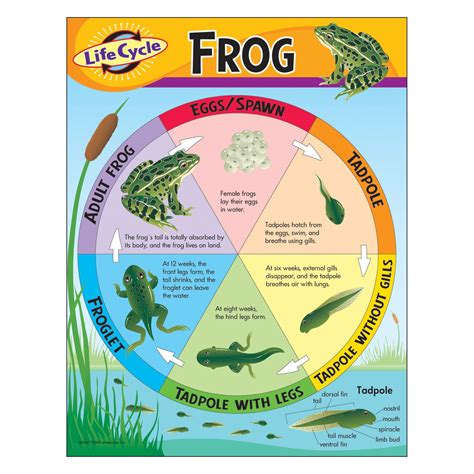 Diagram Of Life Cycle Of A Frog Frog Cycle Life Activities D