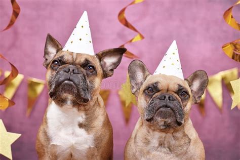 Pair Of French Bulldog Dogs Wearing New Year`s Eve Party Celebration