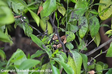 How To Get Rid Of Black Mould On A Lemon Tree The Garden Of Eaden