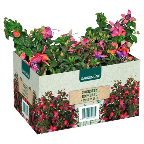 GARDENLINE Beet und Balkonpflanzen 6er Tray von ALDI SÜD ansehen