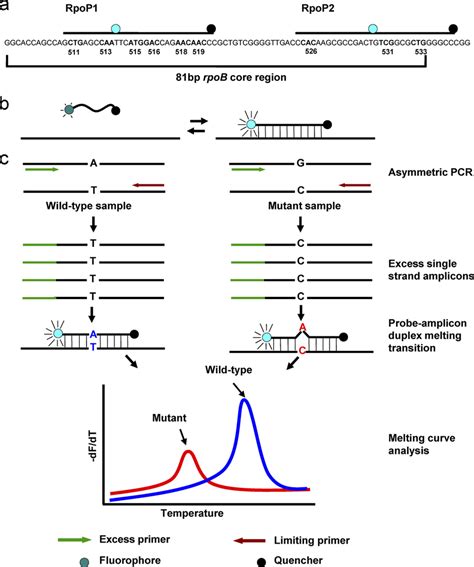 A Schematic Representation Of The RpoB 81 Bp Core Region And Two