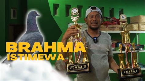 Brahma Masa Depan Cerah Semut Merah Spill Harga New Rampok Youtube