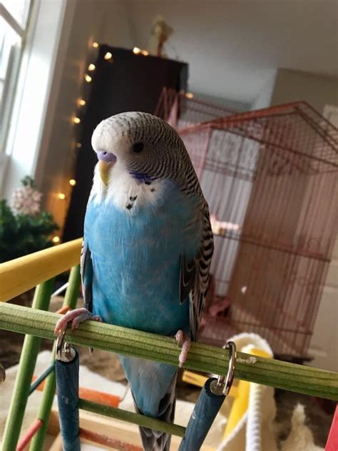 Hey Everyone Meet Pickle Rbudgies