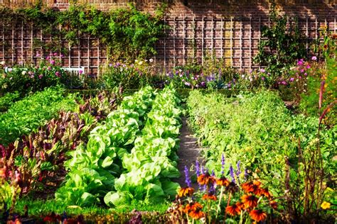 Tous les conseils pour un potager bien organisé My Living Bloom