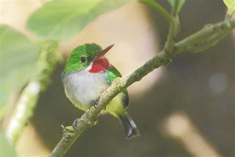 Endemic Birds of Puerto Rico - WorldAtlas