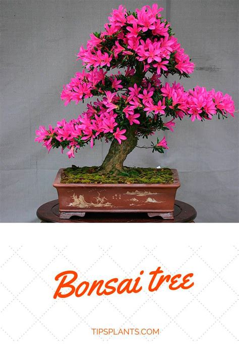 Japanese Art Of Growing A Miniature Tree Symbolism And Meaning