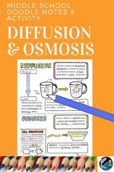 Diffusion And Osmosis Doodle Notes And Activities For Middle School