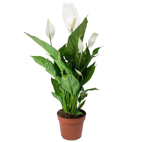 Peace Lily Spathiphyllum Plant Jiffy Plants