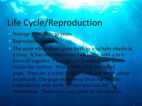 Great White Shark Life Cycle Stages