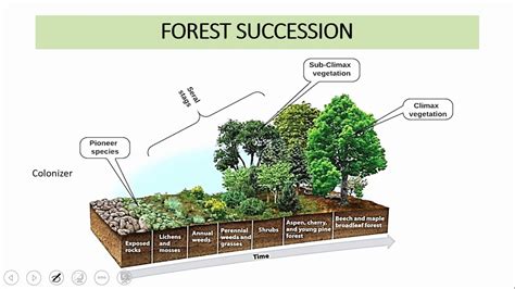 Rpsc Acf Silviculture Succession Forest Types In India