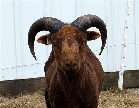 Crosswinds Farm Naked Sheep