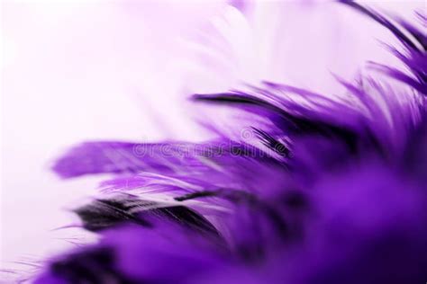 Closeup Purple Feather Multicolored Feathers Background Texture