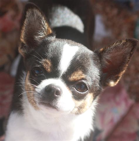 Specializing in Teacup Chihuahua Puppies for sale, Chihuahua Puppies ...