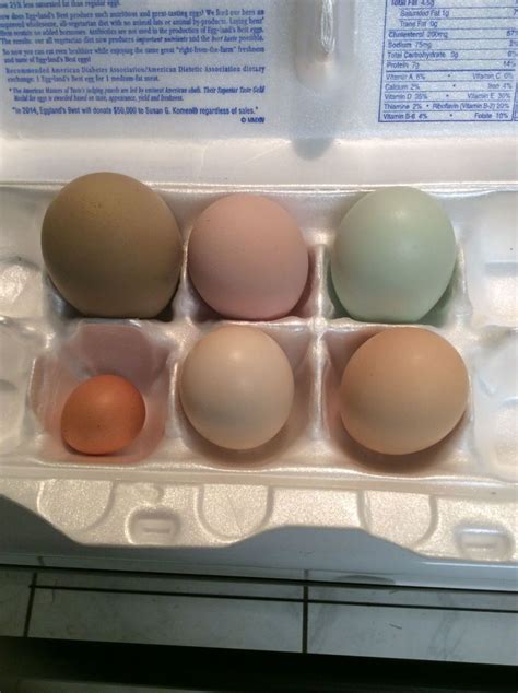 My 13 month old Buff Orpington only lays "fairy" eggs! Pics included ...