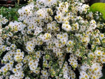 white heath aster aka wild aster seeds certified organic garden