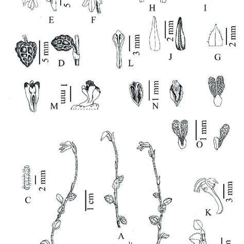 Myrmechis Lingulata J D Ya Ting Zhang C Liu Sp Nov A Plant B