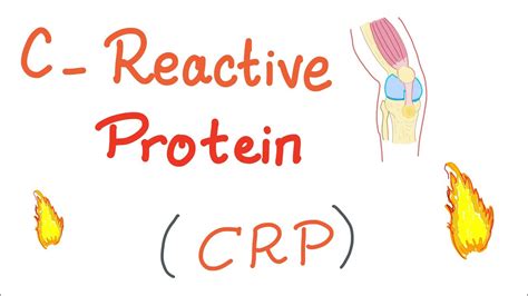 C Reactive Protein Function C Reactive Protein Hs CRP Blood Test