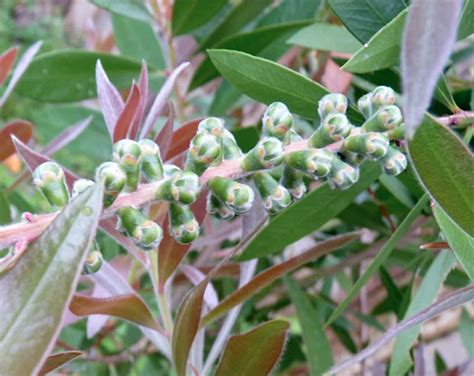 Pieces Of Contentment Bottlebrush Callistemon Endeavour