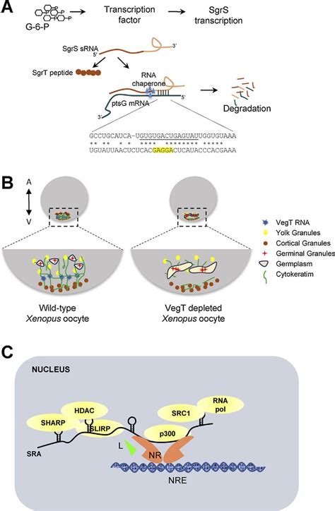 Regulatory Functions Of Coding Mrnas A Base Pairing Leads To Rna Download Scientific Diagram