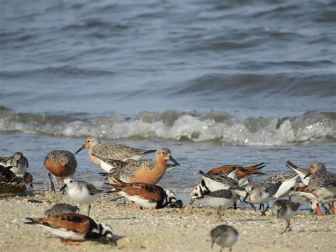 Delaware Bays Spring Sex Party Whyy